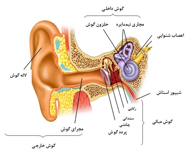 ساختار گوش